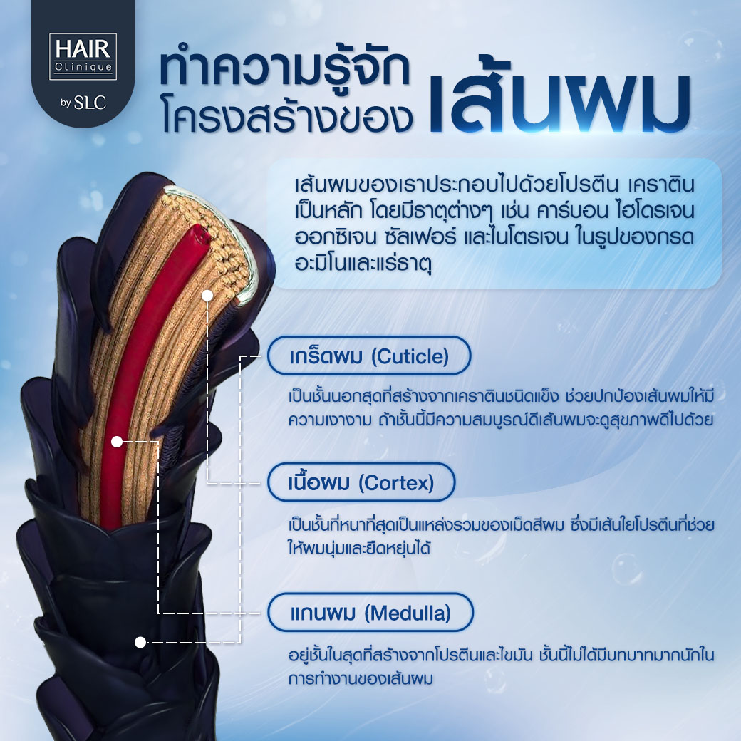 วงจรเส้นผม, ปลูกผม, ปลูกคิ้ว, รากผม, ผมร่วง, ผมบาง