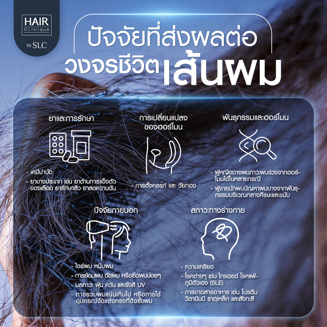 วงจรเส้นผม, ปลูกผม, ปลูกคิ้ว, รากผม, ผมร่วง, ผมบาง