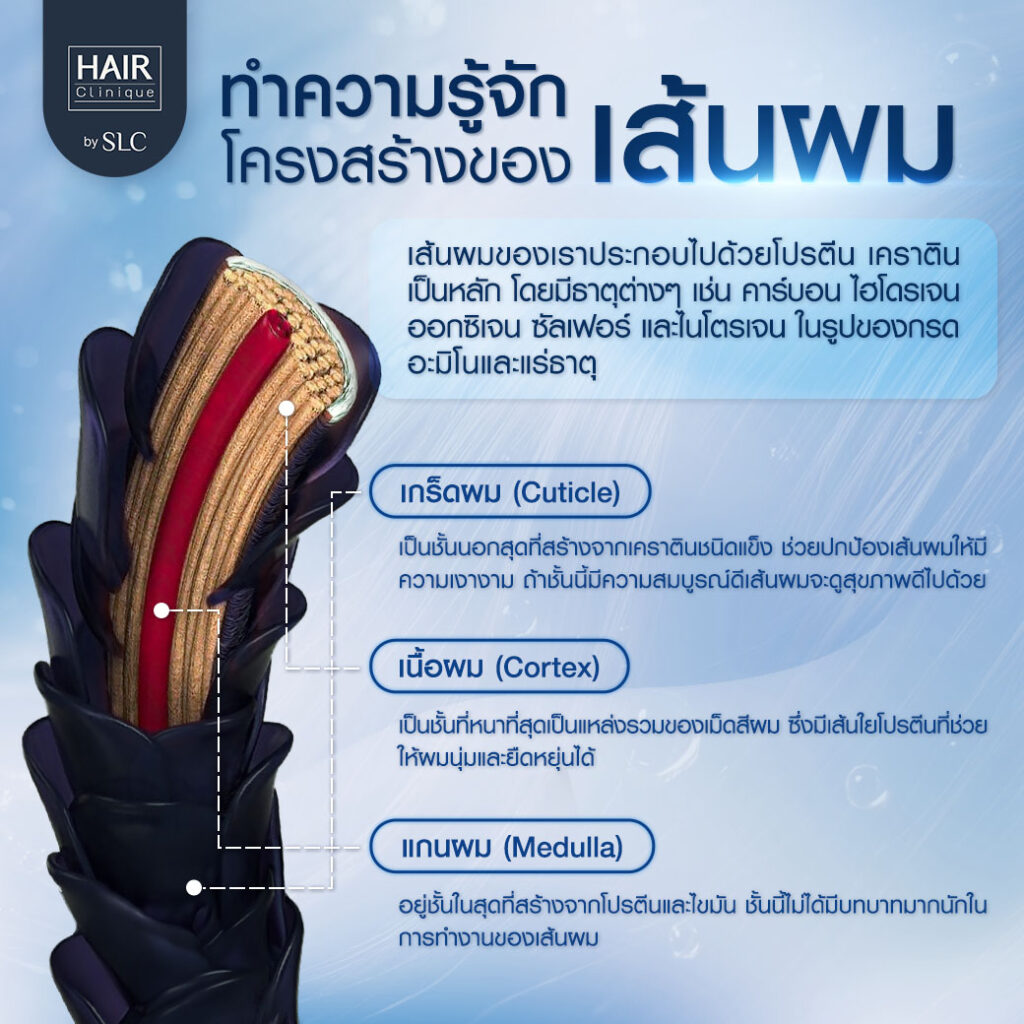 วงจรชีวิตเส้นผม, ผมบาง, ศีรษะล้าน, รากผม, เส้นผม, หัวล้าน, หนังศีรษะ