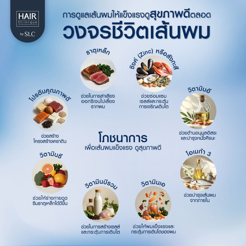 วงจรชีวิตเส้นผม, ผมบาง, ศีรษะล้าน, รากผม, เส้นผม, หัวล้าน, หนังศีรษะ